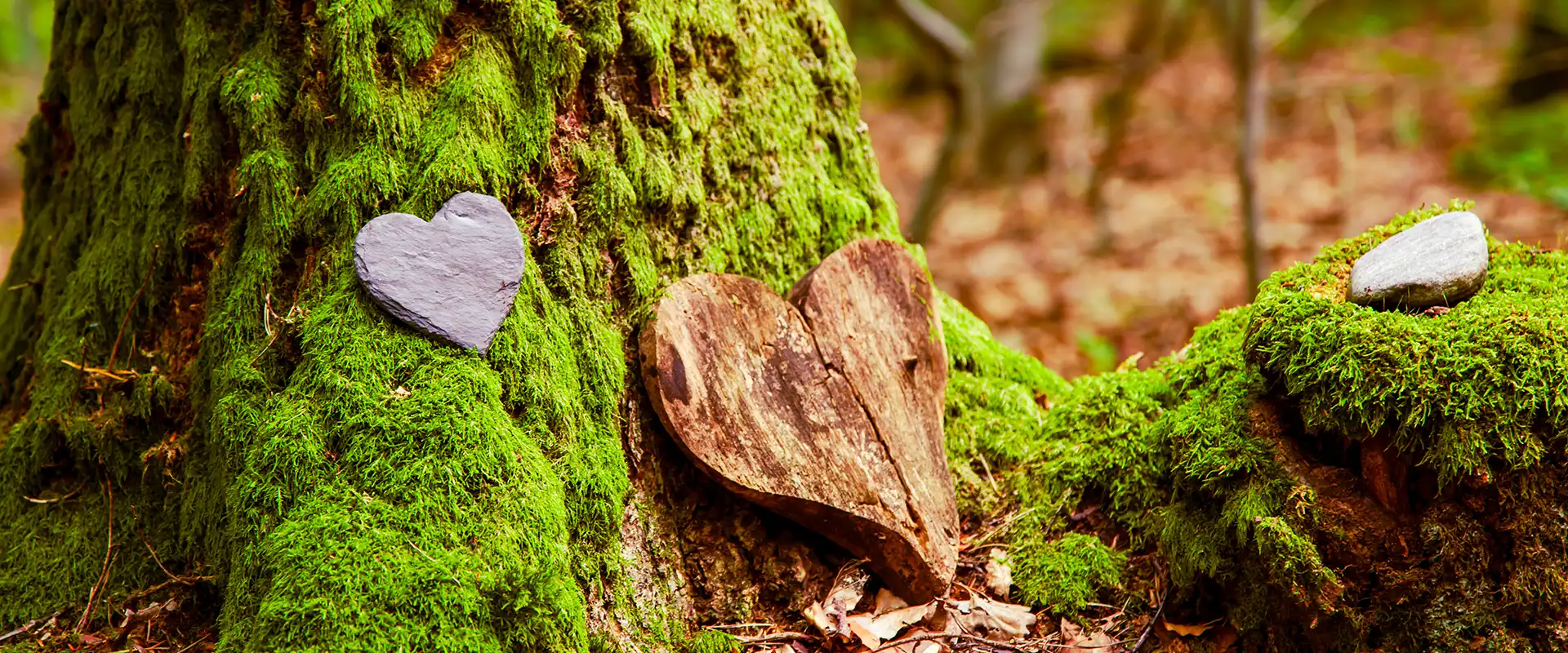 Beerdigungsherz als Zeichen der Anteilnahme. Beerdigungsherz in der Nähe eines Baumes. Naturbegräbnis im Wald. 